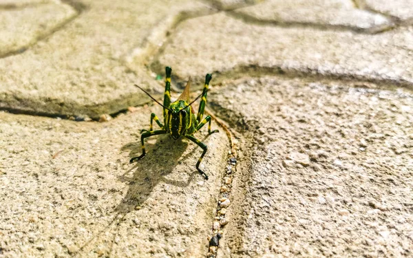 Huge Giant Green Grasshopper Sitting Ground Floor Playa Del Carmen — Stock Photo, Image
