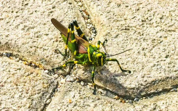 Huge Giant Green Grasshopper Sitting Ground Floor Playa Del Carmen — Stock Photo, Image