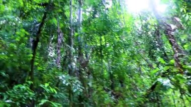 Güneydoğu Asya 'daki Surat Thani Tayland' daki Koh Samui adasındaki tropikal yeşil yağmur ormanlarında muson yağmurları.