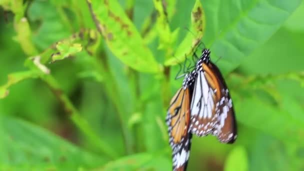 Красивые Довольно Оранжевый Черный Желтый Бабочки Бабочки Насекомое Зеленом Фоне — стоковое видео