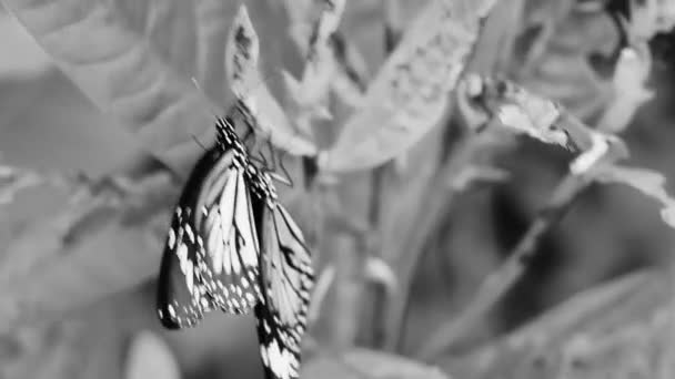 Black White Video Beautiful Orange Black Yellow Butterfly Flows Green — 비디오