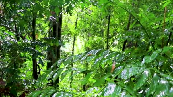 Pioggia Monsonica Nella Foresta Pluviale Verde Tropicale Foresta Pluviale Giungla — Video Stock