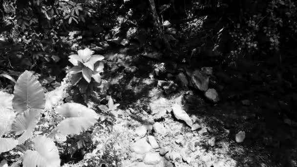 Tropische Natur Mit Flusssee Wasserfall Kaskade Felsen Felsen Felsbrocken Palmen — Stockvideo