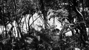 Nai Thon Naithon Sahili 'ndeki muhteşem gizli muz plajı ve manzara manzarası turkuaz berrak su ve Güney Asya' daki Phuket Adası Tayland 'daki ağaçların arkasındaki dalgalar ile harika bir rüya sahili..