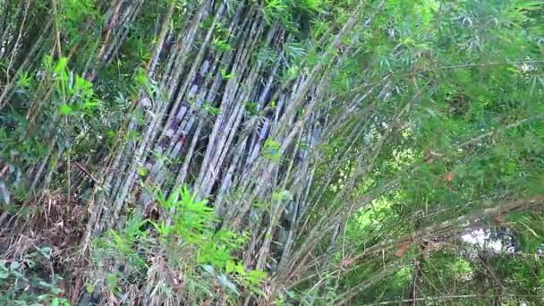Zelené Žluté Bambusové Stromy Tropickém Lese Sakhu Thalang Ostrově Phuket — Stock video