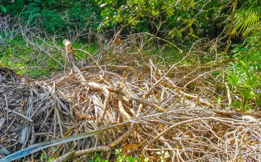 Antik Tulum 'daki ahşap üzerindeki dev Iguana kertenkele hayvanı Tulum Meksika' daki tropik doğal orman palmiyesi ve deniz manzarasında tapınak kalıntıları ve eserlerle Maya bölgesini harabeye çeviriyor..