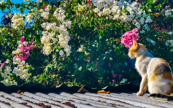 Kat Gegolfd Metalen Dak Met Roze Witte Bloemen Blauwe Lucht — Stockfoto