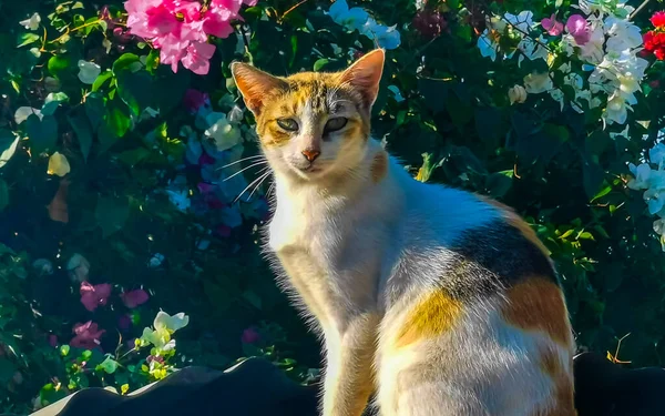 Katt Korrugerat Metalltak Med Rosa Vita Blommor Och Blå Himmel — Stockfoto