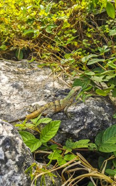Bir Karayip yeşil kertenkelesi Lacerta Viridis Playa del Carmen Quintana Roo Meksika 'da toprak taşı üzerinde yarı yeşil yarı kahverengi kertenkele.