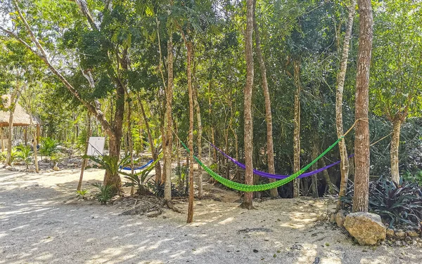 Playa Del Female Quintana Roo Mexico Февраль 2022 Года Парк — стоковое фото