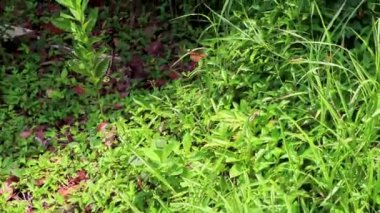 Güzel turuncu sarı kelebek kelebekleri yeşil bitki arka planında Phuket Adası Tayland, Güney Asya 'da Sakhu Thalang.