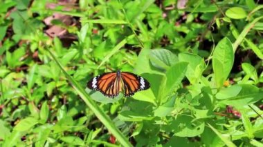 Güzel turuncu sarı kelebek kelebekleri yeşil bitki arka planında Phuket Adası Tayland, Güney Asya 'da Sakhu Thalang.