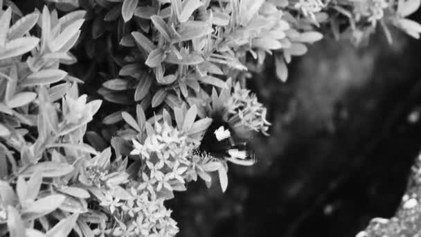 Чорно Біле Відео Красивих Помаранчевих Чорних Метеликів Комах Зеленому Тлі — стокове відео