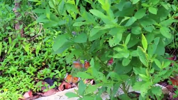 Güzel Turuncu Sarı Kelebek Kelebekleri Yeşil Bitki Arka Planında Phuket — Stok video