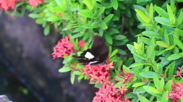Гарно Помаранчевий Чорний Метелик Метелик Комаха Зеленому Тлі Саху Талангу — стокове відео