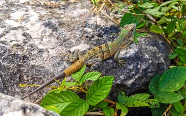 Bir Karayip yeşil kertenkelesi Lacerta Viridis Playa del Carmen Quintana Roo Meksika 'da toprak taşı üzerinde yarı yeşil yarı kahverengi kertenkele.