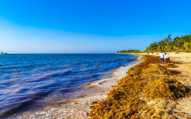 Playa del Carmen Quintana Roo Meksika 31. Mart 2023 Güzel Karayip plajı tamamen kirli ve kirli Playa del Carmen Quintana Roo Meksika 'daki pis yosun sargazo sorunu.