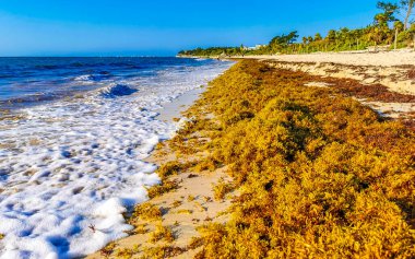 The beautiful Caribbean beach totally filthy and dirty the nasty seaweed sargazo problem in Playa del Carmen Quintana Roo Mexico.