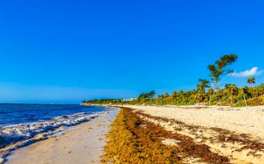 Playa del Carmen Meksika 31. Mart 2023 Playa del Carmen Meksika 'da berrak turkuaz mavi su ve yosun sargazosuyla Tropikal Karayip sahili manzarası.