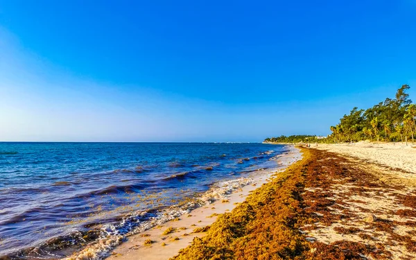 Beautiful Caribbean Beach Totally Filthy Dirty Nasty Seaweed Sargazo Problem — 스톡 사진