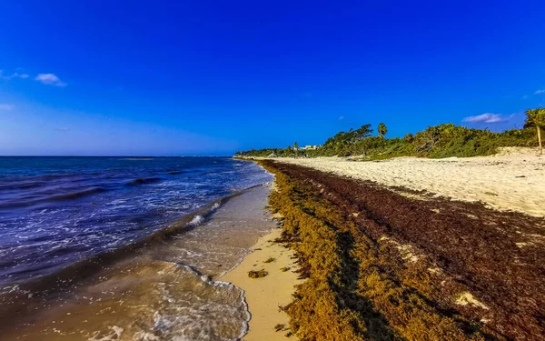 Beautiful Caribbean Beach Totally Filthy Dirty Nasty Seaweed Sargazo Problem — Foto de Stock
