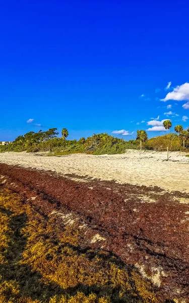 美しいカリブ海のビーチは完全に汚く プラヤ カルメンキンタナ メキシコの厄介な海藻サラゾ問題を汚れています — ストック写真