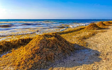 The beautiful Caribbean beach totally filthy and dirty the nasty seaweed sargazo problem in Playa del Carmen Quintana Roo Mexico.