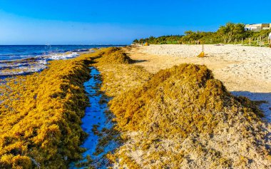 The beautiful Caribbean beach totally filthy and dirty the nasty seaweed sargazo problem in Playa del Carmen Quintana Roo Mexico.