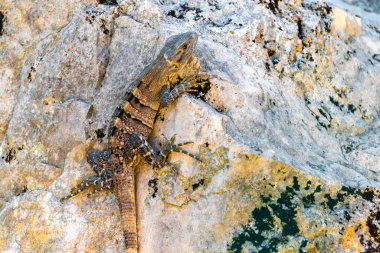 Huge Iguana gecko animal on rocks at the natural tropical jungle and forest behind fence in Playa del Carmen Mexico.