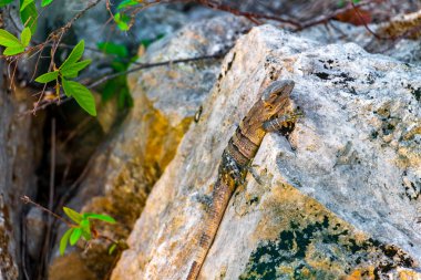 Huge Iguana gecko animal on rocks at the natural tropical jungle and forest behind fence in Playa del Carmen Mexico.