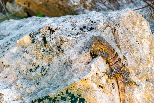 Huge Iguana Gecko Animal Rocks Natural Tropical Jungle Forest Fence — Stock Fotó