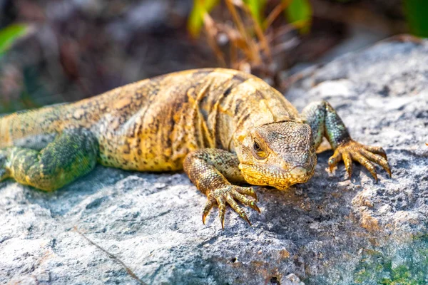 Huge Iguana Gecko Animal Rocks Natural Tropical Jungle Forest Fence — ストック写真