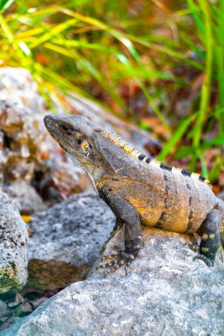 Huge Iguana gecko animal on rocks at the natural tropical jungle and forest behind fence in Playa del Carmen Mexico.