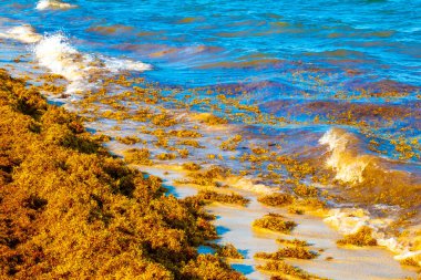 The beautiful Caribbean beach totally filthy and dirty the nasty seaweed sargazo problem in Playa del Carmen Quintana Roo Mexico.