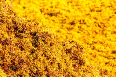 The beautiful Caribbean beach totally filthy and dirty the nasty seaweed sargazo problem in Playa del Carmen Quintana Roo Mexico.