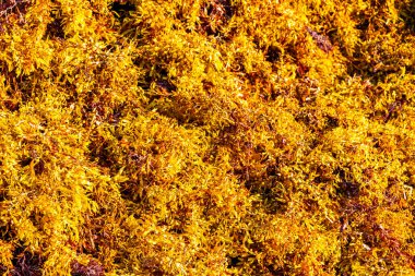 The beautiful Caribbean beach totally filthy and dirty the nasty seaweed sargazo problem in Playa del Carmen Quintana Roo Mexico.