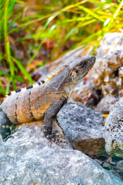 Huge Iguana Gecko Animal Rocks Natural Tropical Jungle Forest Fence — Φωτογραφία Αρχείου
