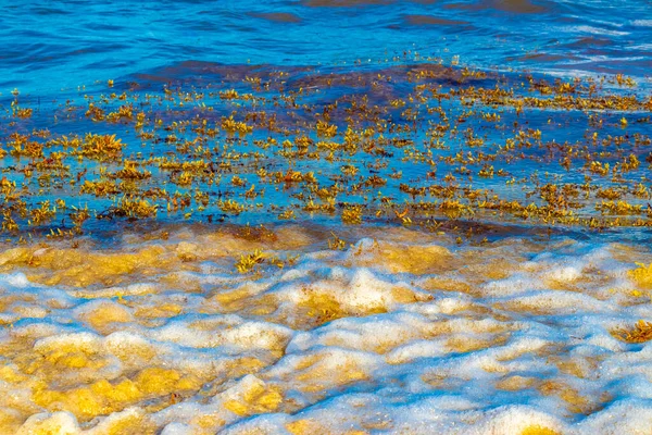 Beautiful Caribbean Beach Totally Filthy Dirty Nasty Seaweed Sargazo Problem — Stock Fotó