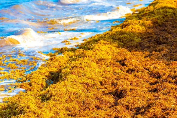Beautiful Caribbean Beach Totally Filthy Dirty Nasty Seaweed Sargazo Problem — Stock Fotó
