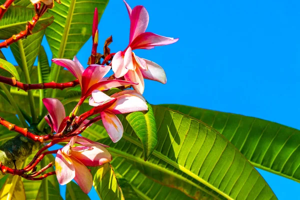 Plumeria Plant Pink Yellow Flowers Clear Blue Sky Playa Del — 스톡 사진