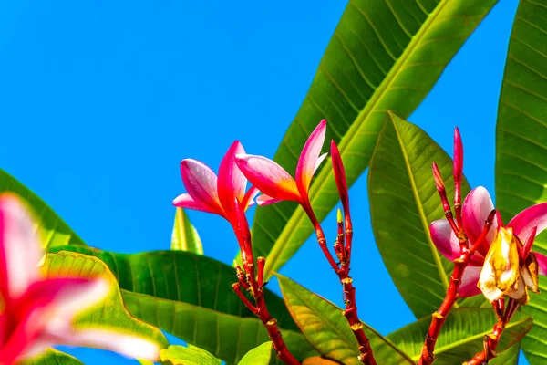 Plumeria Plant Pink Yellow Flowers Clear Blue Sky Playa Del — Foto Stock