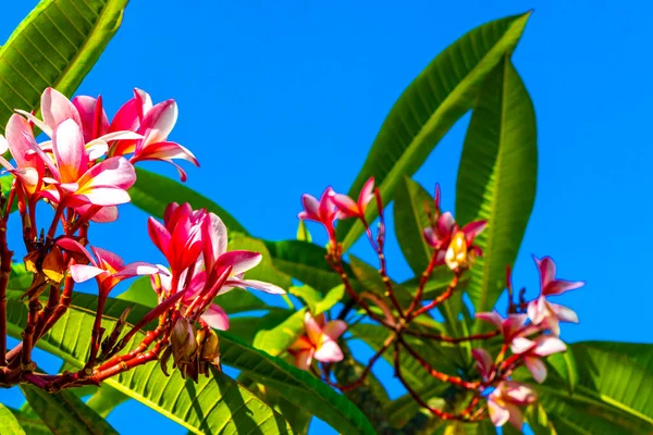 Plumeria Plant Pink Yellow Flowers Clear Blue Sky Playa Del — Stock Photo, Image