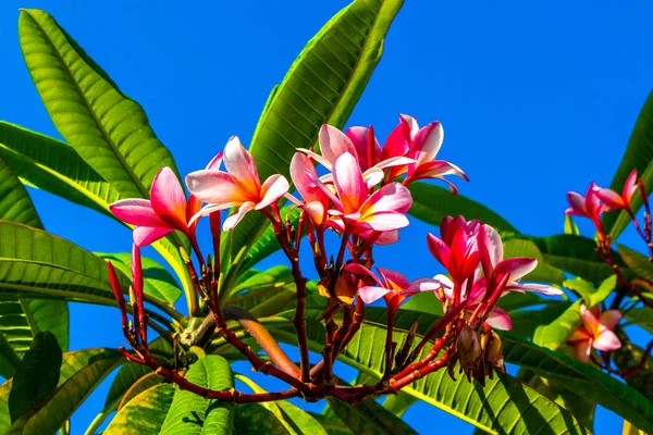 Plumeria Plant Pink Yellow Flowers Clear Blue Sky Playa Del — Photo