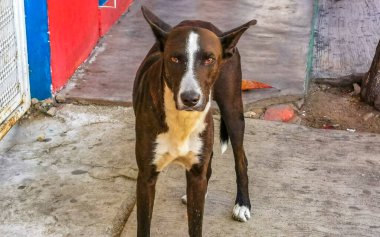 Güzel ve dost canlısı görünen sokak köpekleri Zicatela Puerto Escondido Oaxaca 'nın sahilinde.