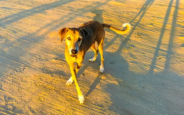 Vackra Och Vänliga Herrelösa Hund Herrelösa Hundar Gatan Stranden Zicatela — Stockfoto