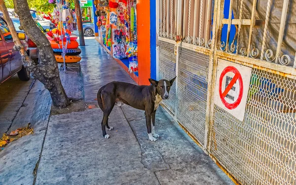 Мбаппе Дружелюбные Бродячие Собаки Улице Пляже Зикателе Пуэрто Эскондидо Оахака — стоковое фото