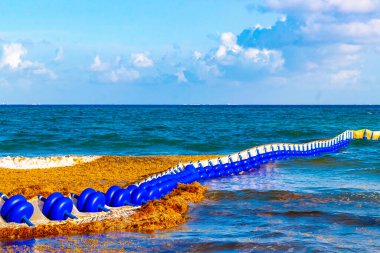 Meksika 'nın tropik karayip sahillerinde Sargazo yosunlu deniz yosunu ile Playa del Carmen Meksika' nın turkuaz mavi sularında büyük iğrenç bir sorun var..