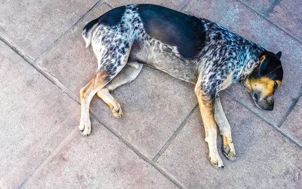 Αδέσποτο Κατοικίδιο Ζώο Σκυλί Κοιμάται Και Χαλαρώνει Στο Δρόμο Στο — Φωτογραφία Αρχείου