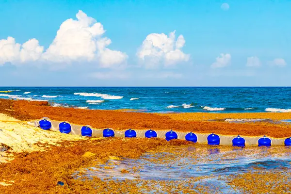 Meksika 'nın tropik karayip sahillerinde Sargazo yosunlu deniz yosunu ile Playa del Carmen Meksika' nın turkuaz mavi sularında büyük iğrenç bir sorun var..