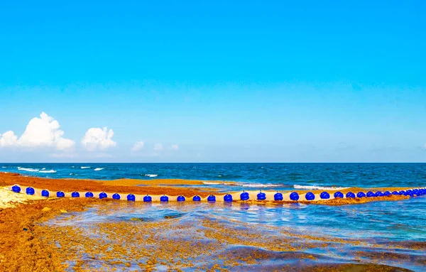 Grande Problema Nojento Praia Tropical Mexicana Caribe Com Algas Marinhas — Fotografia de Stock
